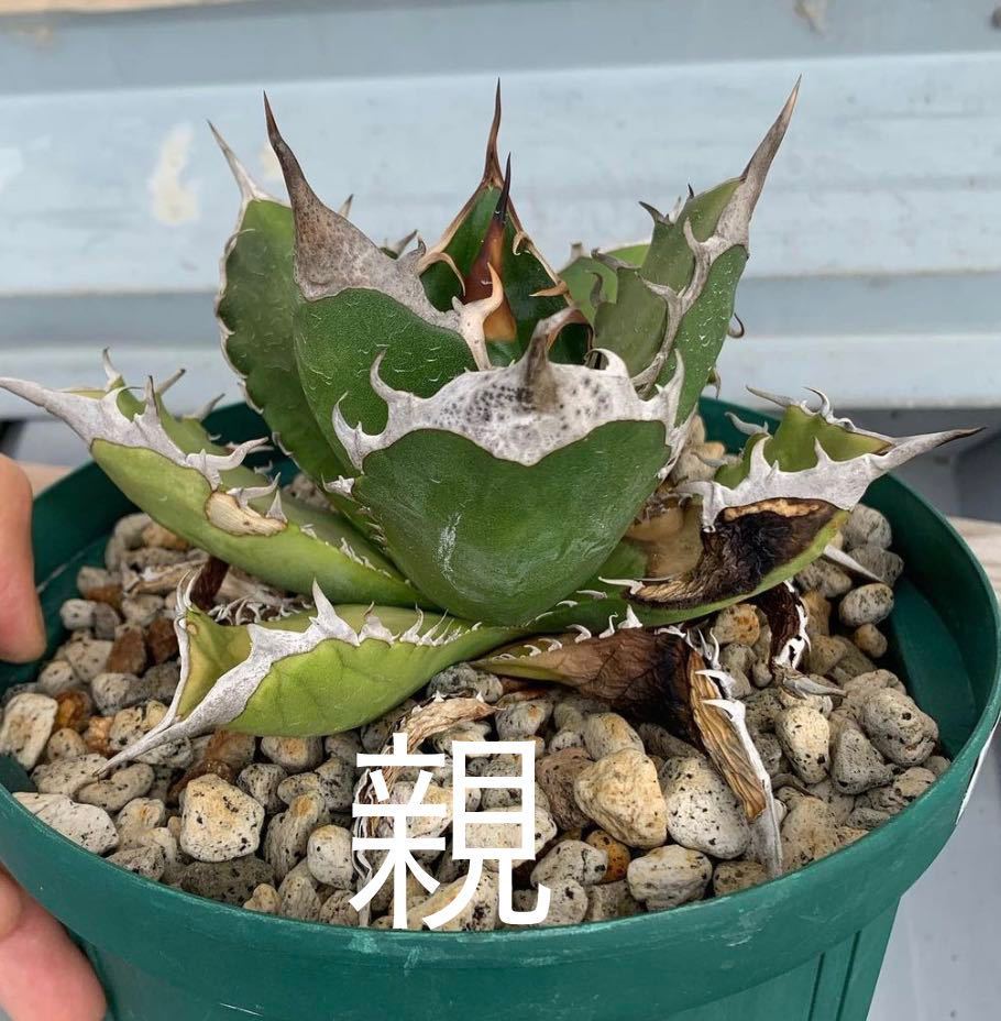 オンライン再販業者 アガベ チタノタ 姫巌流 AGAVE 多肉植物 発