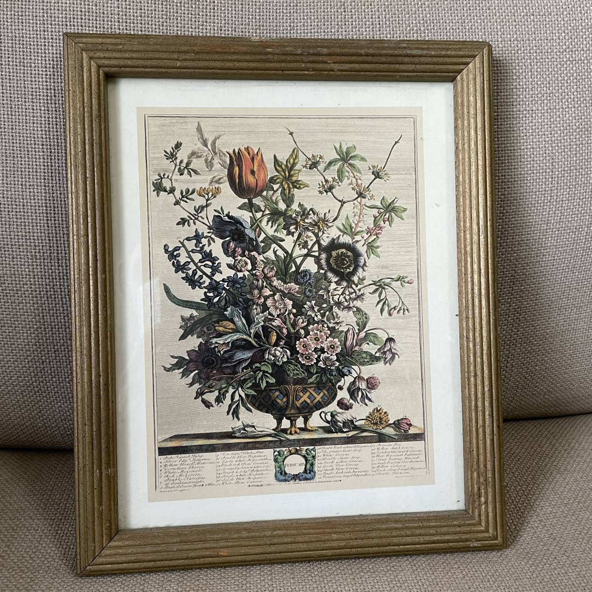 希少！BIG ボタニカルアート(11月)アンティーク イギリスガーデン花の