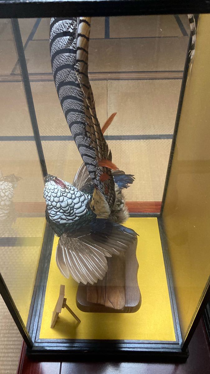 秩父の豪邸より 雉と銀鶏鳥の剥製 ガラスケース入り ※埼玉 秩父の豪邸より 雉と銀鶏鳥の剥製 ガラスケース入り ※埼玉