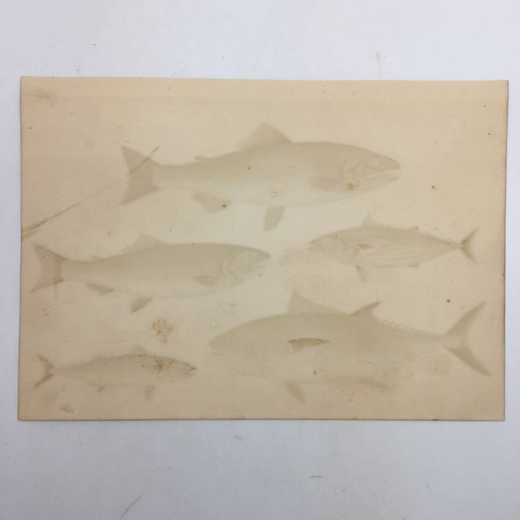 【多色刷石版画】 サケ、カツオ、マグロ、マス、ヒラサバ　　博物画　魚類　生物　日本　戦前　h1y2_画像3