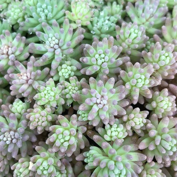 ヤフオク! - ルベンスリザードセダム 1パック分 カット苗 多肉植物