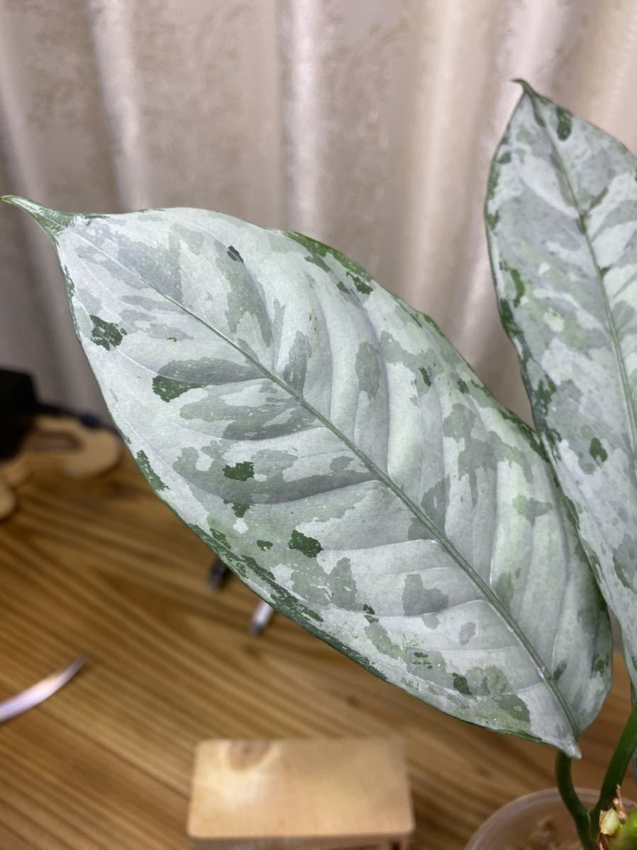 KURO】 アグラオネマ ネブローサム 3色展開 Aglaonema neblosum