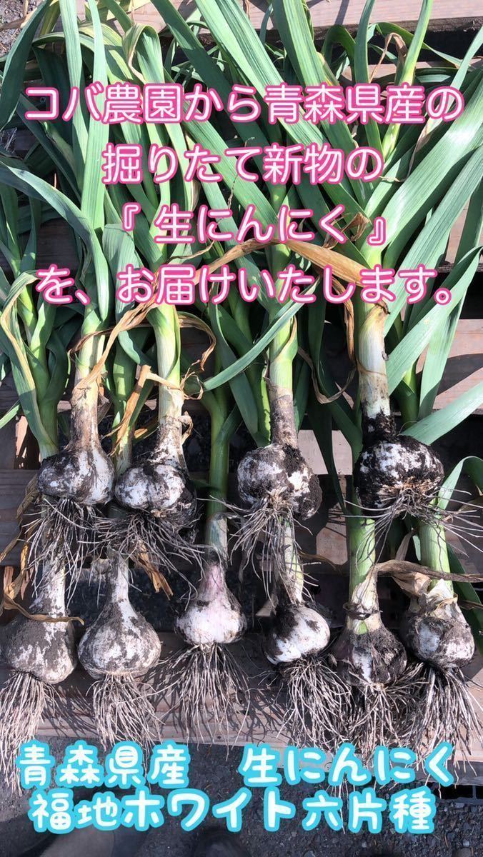 青森県産 生にんにく 期間限定 福地ホワイト六片種 新物 にんにく 生ニンニク L〜2Lサイズ混合 土付き 5キロ _画像2