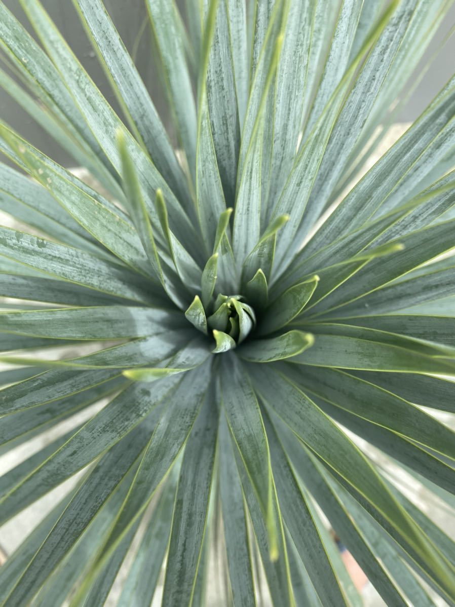 1円〜スタート! No.3 Yucca rostrata ユッカ ロストラータ 1円〜スタート! No.3 Yucca rostrata ユッカ ロストラータ