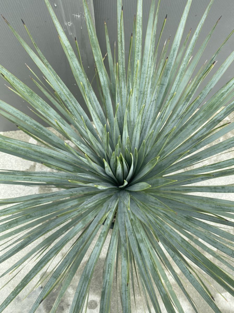 1円〜スタート! No.3 Yucca rostrata ユッカ ロストラータ 1円〜スタート! No.3 Yucca rostrata ユッカ ロストラータ