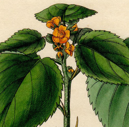 1828年 手彩色 銅版画 Curtis Botanical Magazine No.2857 アオイ科 キンゴジカ属 Sida sessiliflora_画像2