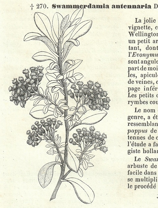 1876年 Van Houtte ヨーロッパの植物 木版画 ラン科 ヘルキア属 ヒスイラン属 コチョウラン属 キク科 オゾタムヌス属 3枚_画像6