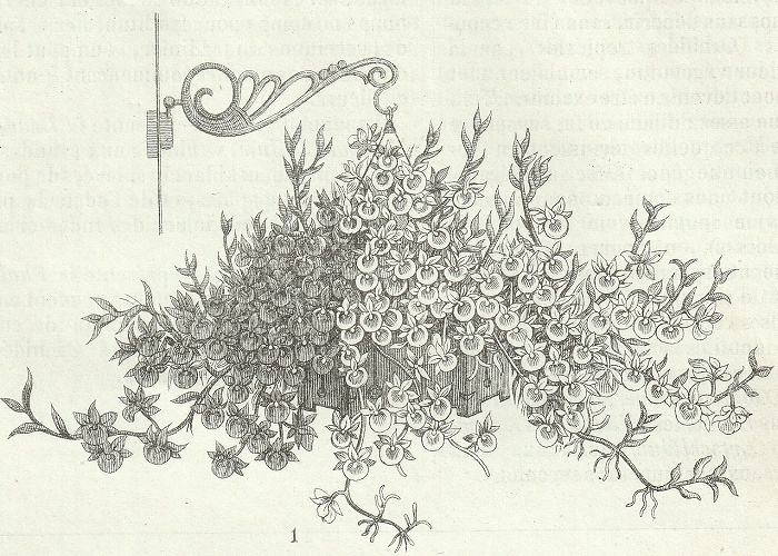 1876年 Van Houtte ヨーロッパの植物 木版画 ラン科 ブラッサボラ属 デンドロビウム属 コチョウラン属 3枚_画像6