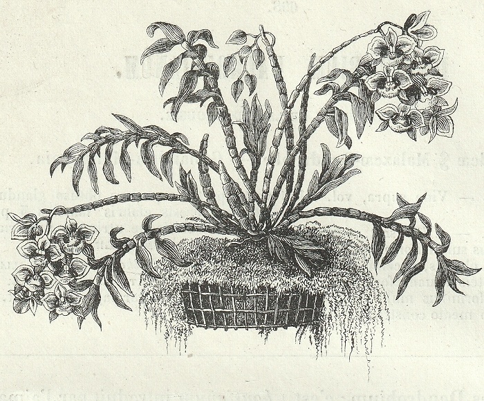 1876年 Van Houtte ヨーロッパの植物 木版画 ラン科 ブラッサボラ属 デンドロビウム属 コチョウラン属 3枚_画像4