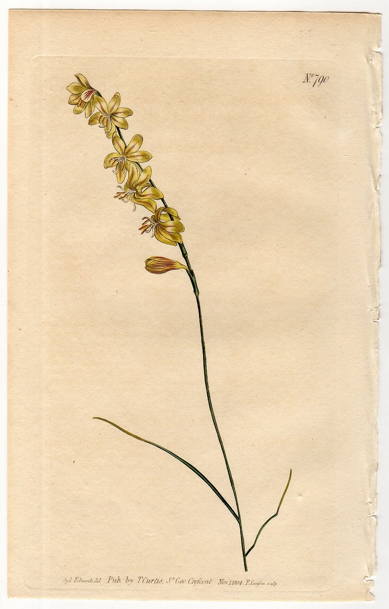 1804年 手彩色 銅版画 Curtis Botanical Magazine No.790 アヤメ科 ヘスペランタ属 Hesperantha radiata var.γ_画像1