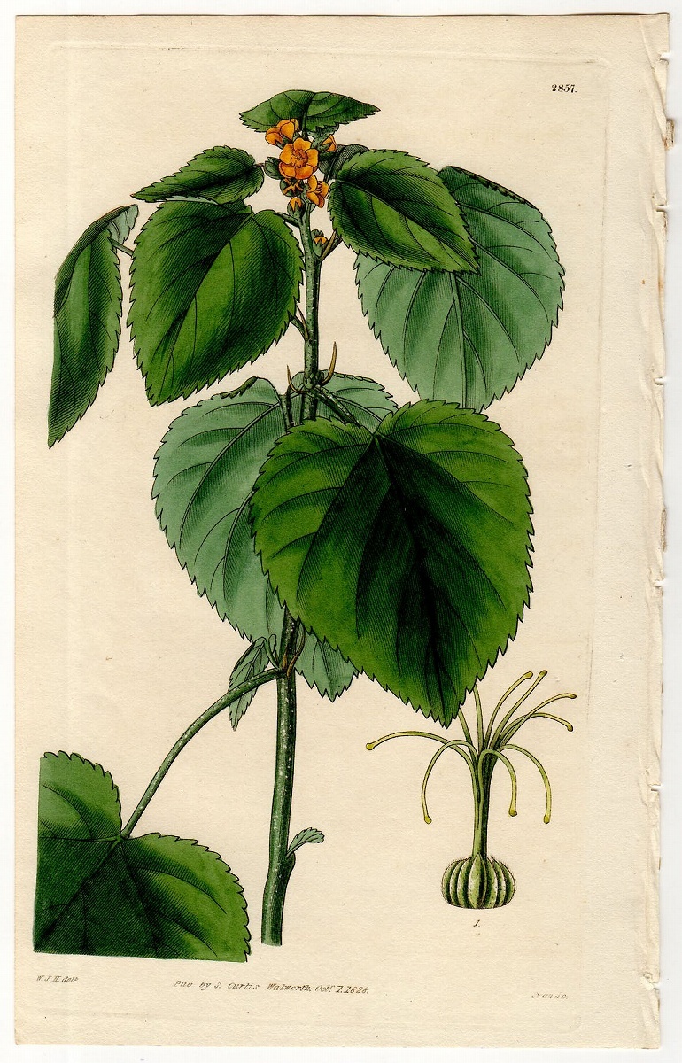 1828年 手彩色 銅版画 Curtis Botanical Magazine No.2857 アオイ科 キンゴジカ属 Sida sessiliflora_画像1