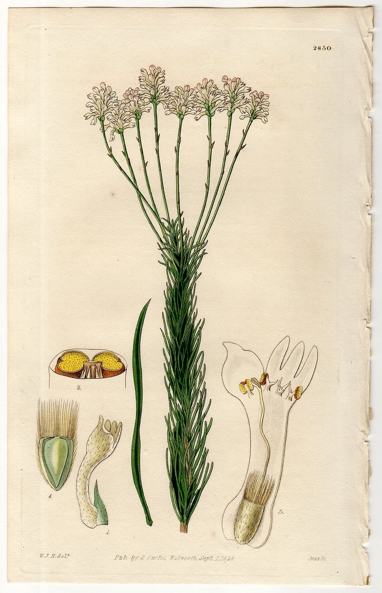 1828年 手彩色 銅版画 Curtis Botanical Magazine No.2850 ヤマモガシ科 コノスペルムム属 Conospermum ericifolium_画像1