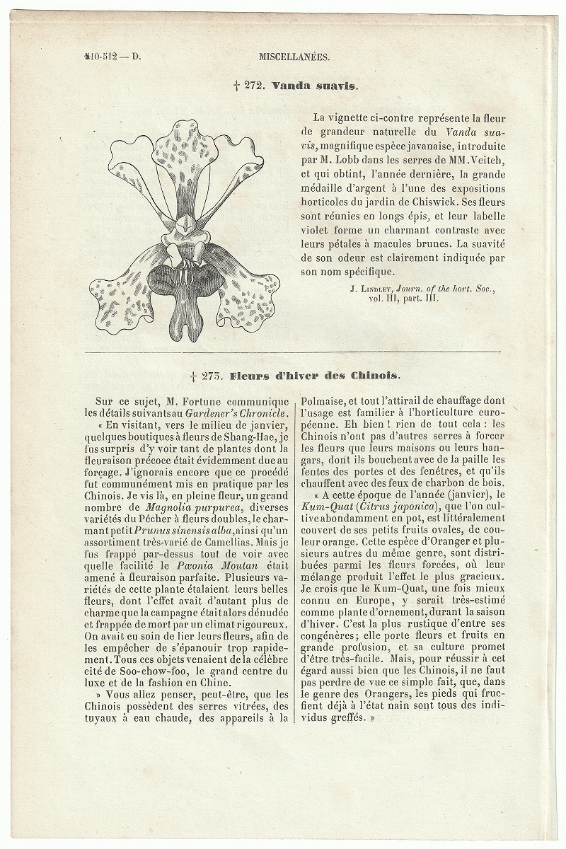 1876年 Van Houtte ヨーロッパの植物 木版画 ラン科 ヘルキア属 ヒスイラン属 コチョウラン属 キク科 オゾタムヌス属 3枚_画像3