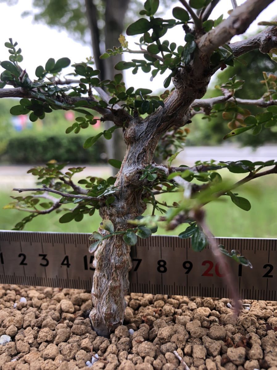 オペルクリカリア パキプス 実生 5年目 鉢ごと 多肉植物 塊根 オペルクリカリア パキプス 実生 5年目 鉢ごと 多肉植物 塊根