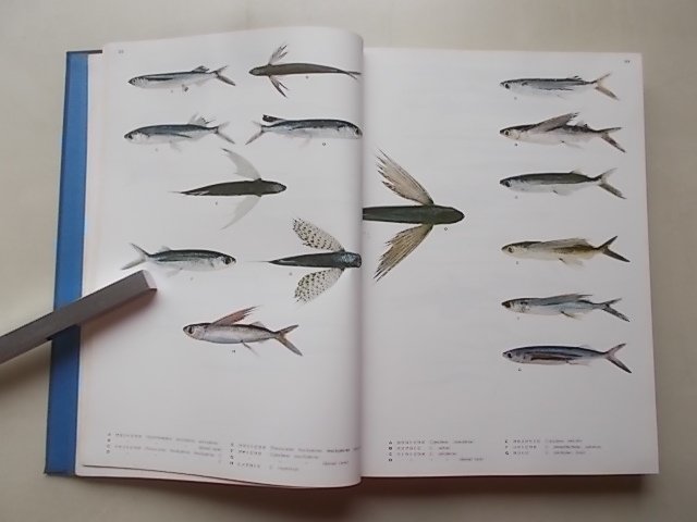  модифицировано . версия рыбы иллюстрированная книга юг японский .. рыба 1980 год 