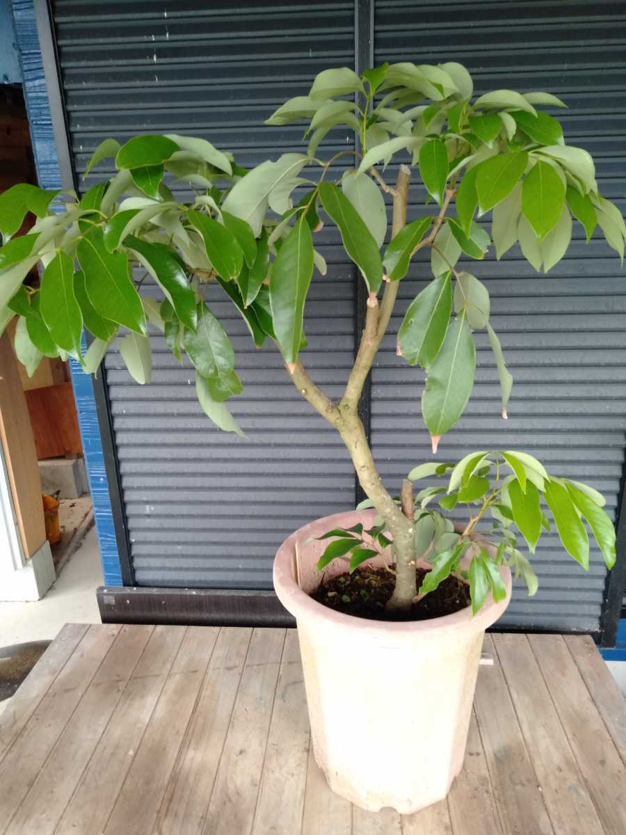草木染作家 田中ゆきひと氏作の茜染の仕立て上がり着物 草木染作家 田中ゆきひと氏作の茜染の仕立て上がり着物