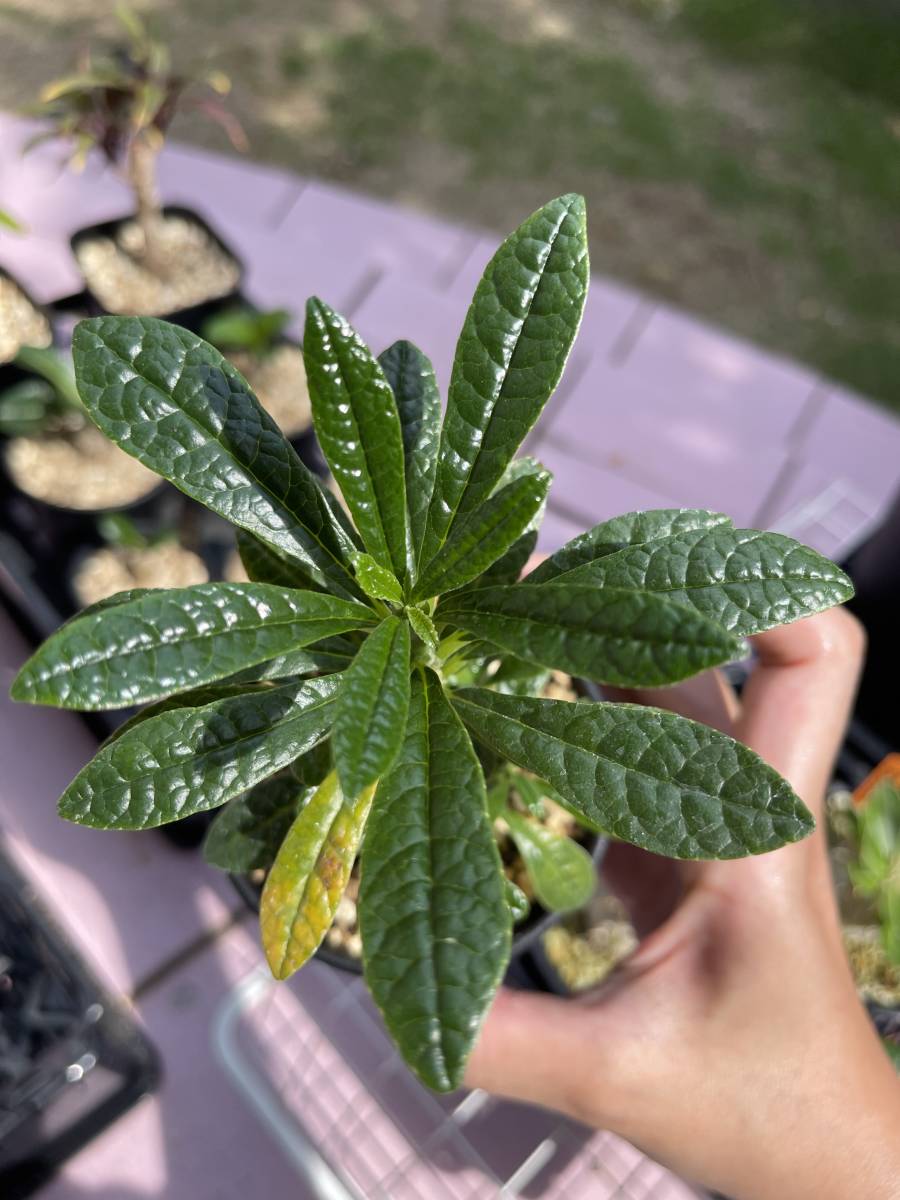 ドルステニア ギガス 実生 Dorstenia GIGAS 実生 ドルステニア ギガス 実生 Dorstenia GIGAS 実生