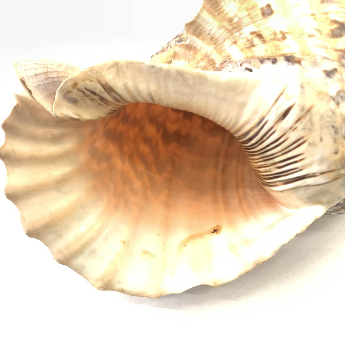 □ホラ貝 ほら貝 法螺貝 笛 楽器 貝殻 全長約42cm 約1050g □ホラ貝 ほら貝 法螺貝 笛 楽器 貝殻 全長約42cm 約1050g