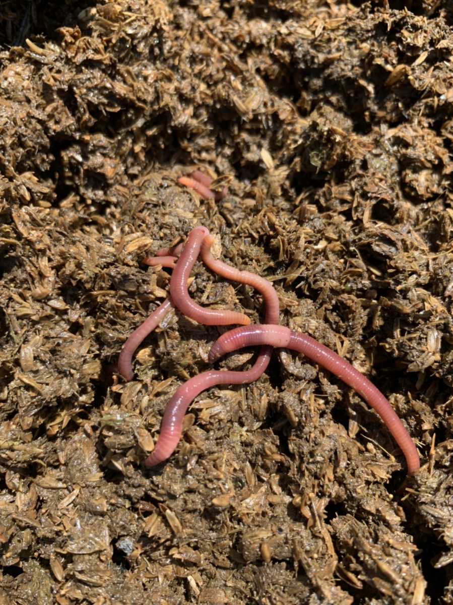 九州産をあなたのペットに シマミミズ 100匹 大小ランダム トカゲ サンショウウオ カエル 魚 爬虫類 両生類 魚類 エサ 売買されたオークション情報 Yahooの商品情報をアーカイブ公開 オークファン Aucfan Com 九州産をあなたのペットに シマミミズ 100匹 大小ランダム トカゲ サンショウウオ カエル 魚 爬虫類 両生類 魚類 エサ 売買されたオークション情報 Yahooの商品情報をアーカイブ公開 オークファン Aucfan Com