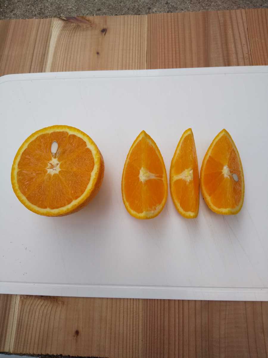 ②バレンシアオレンジ(ご家庭用)　LL５kg（箱込み）　和歌山県下津産_画像2