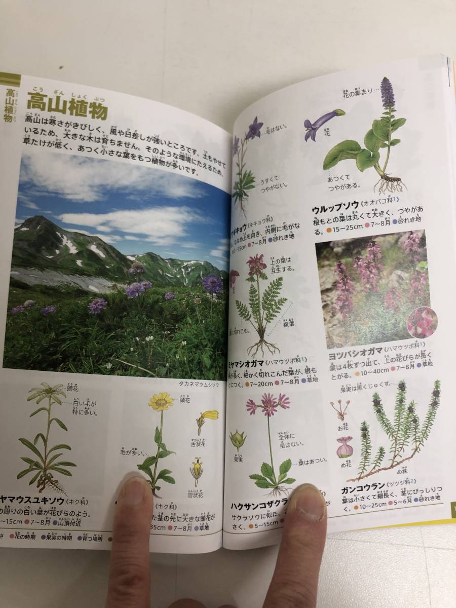 小学館の図鑑　NEO POCKET 植物