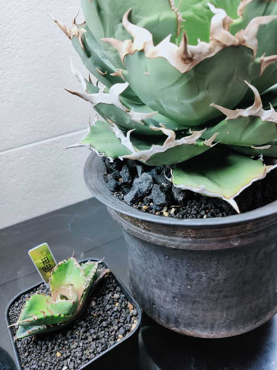 シンプルでおしゃれ アガベ チタノタ 甲部白鯨 甲部 - 植物/観葉植物