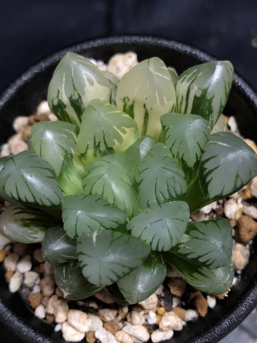 ハオルチア 『 オブツーサ錦 』検)多肉植物 万象 サボテン ハオルチア 『 オブツーサ錦 』検)多肉植物 万象 サボテン