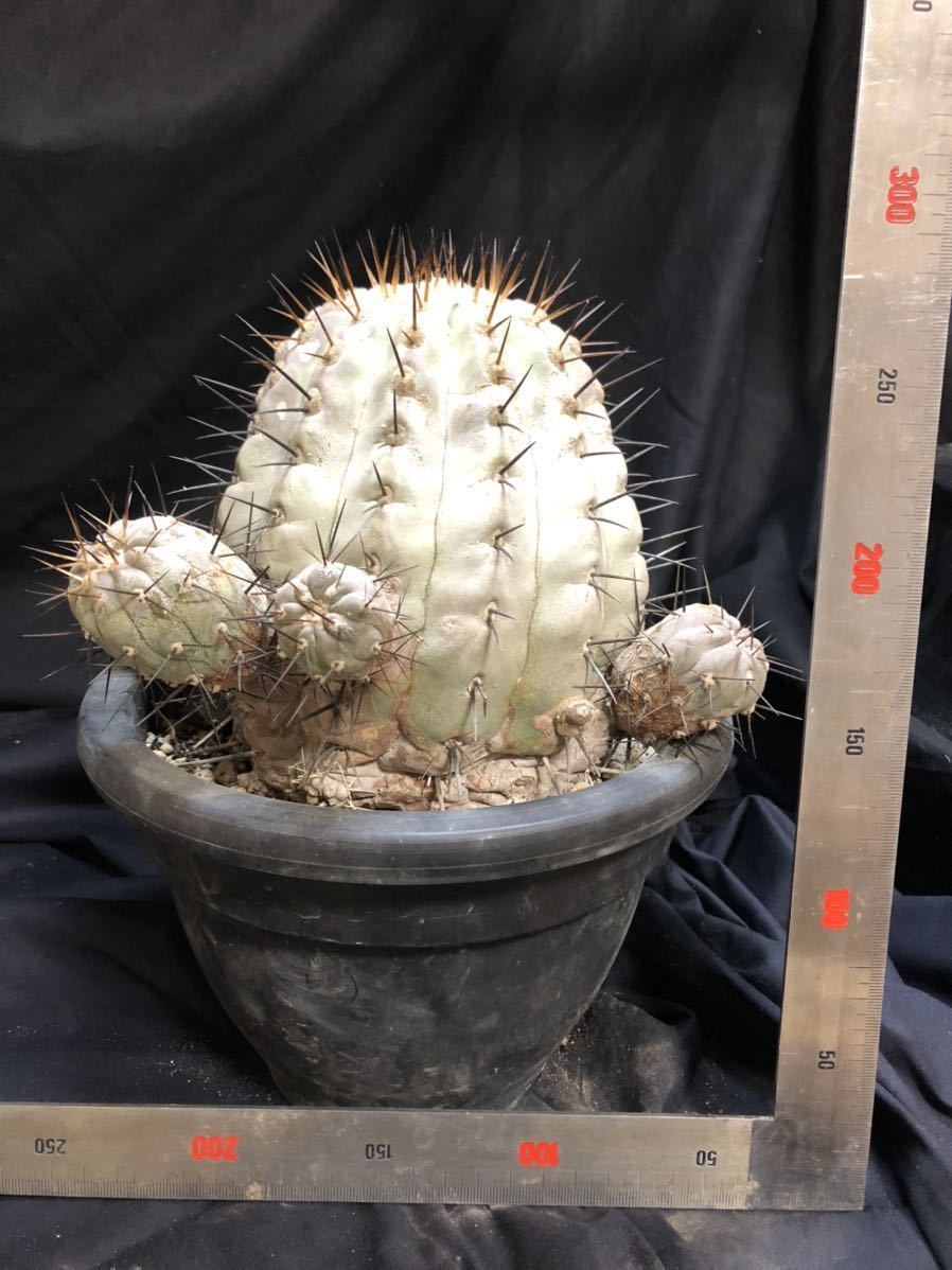 最大90%OFFクーポン Copiapoa コピアポア コルムナアルバ 孤竜丸