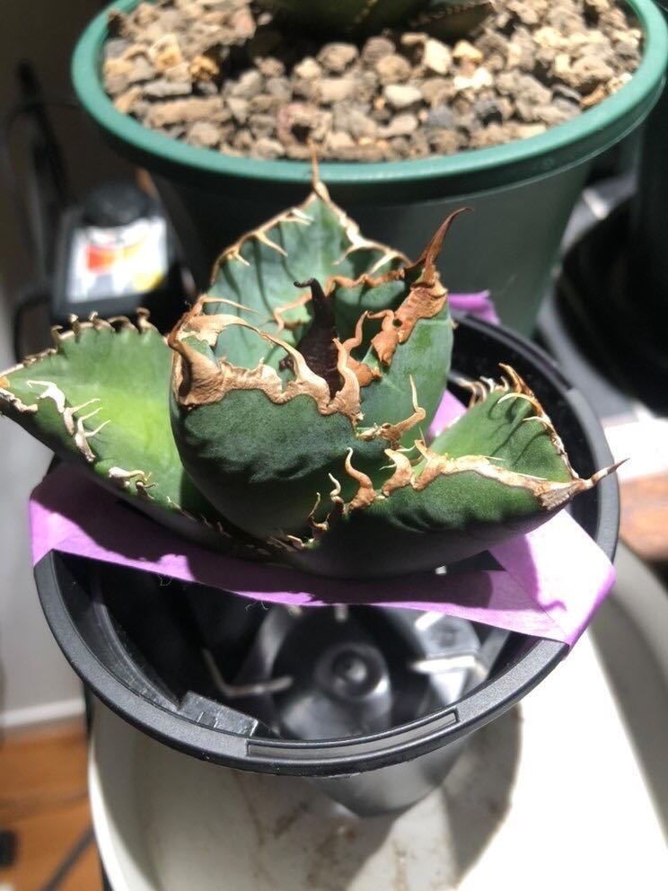 子株販売 スーパーチタノタ アガベ agave super titanota | www.tspea.org