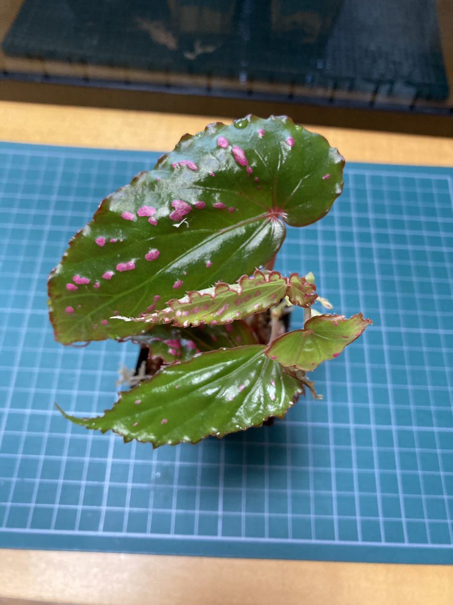ベゴニア ネグロセンシス　Begonia negrosensis　ピンクドット　原種　熱帯植物　第4種郵便_画像1