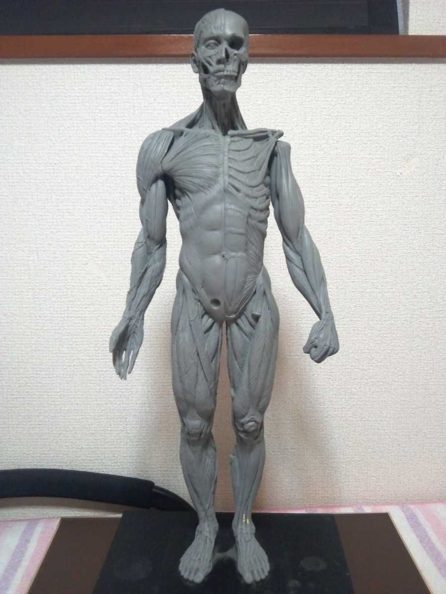 ANATOMY FIGURE アナトミー フィギュア 人体模型 彫刻 美術解剖学