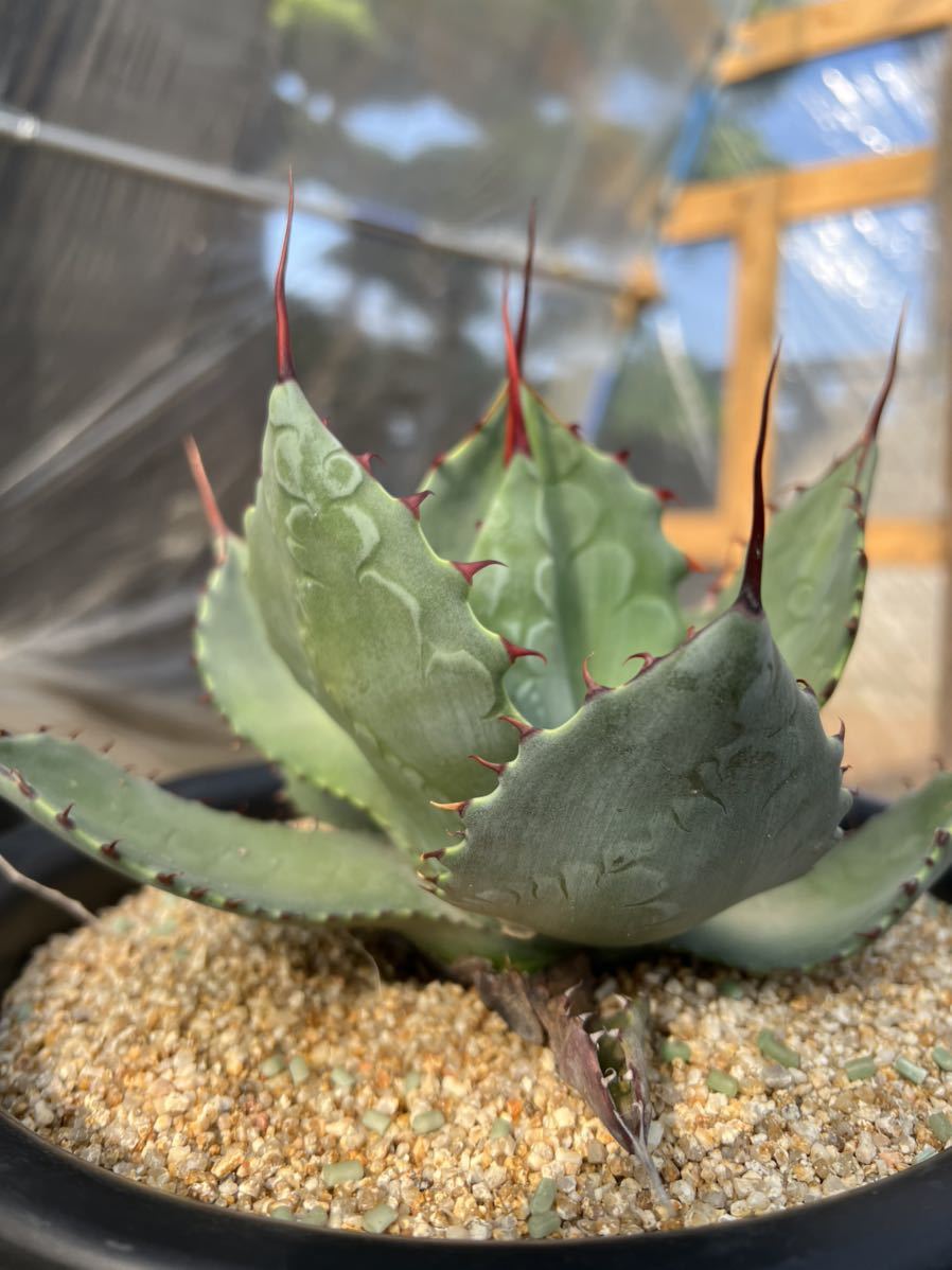 希少】AGAVE アガベ パリー × フレキシスピナ 交配種 特選優良強 希少】AGAVE アガベ パリー × フレキシスピナ 交配種 特選優良強