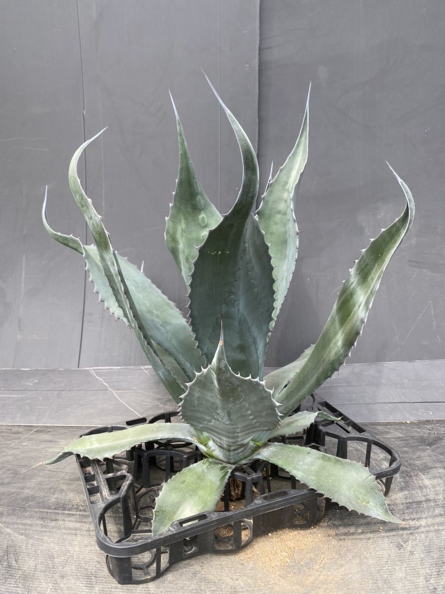 Agave atrovirens var. sigmatophylla アガベ アトロビレンス Agave atrovirens var. sigmatophylla アガベ アトロビレンス