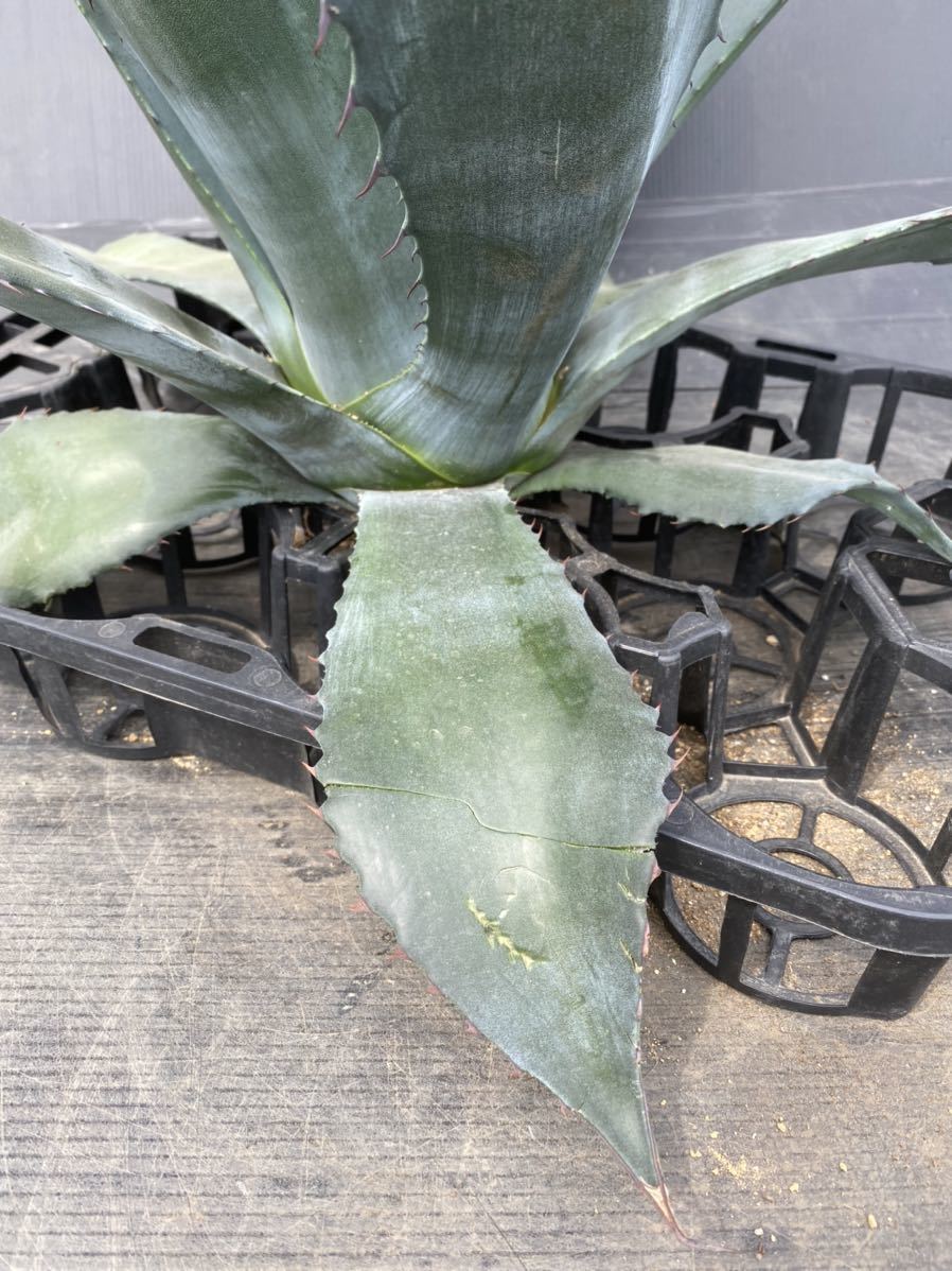 Agave atrovirens var. sigmatophylla アガベ アトロビレンス Agave atrovirens var. sigmatophylla アガベ アトロビレンス