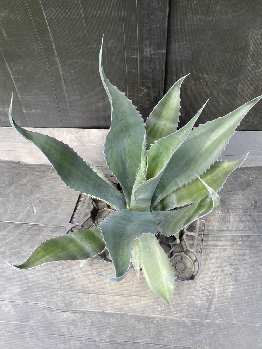 Agave atrovirens var. sigmatophylla アガベ アトロビレンス Agave atrovirens var. sigmatophylla アガベ アトロビレンス