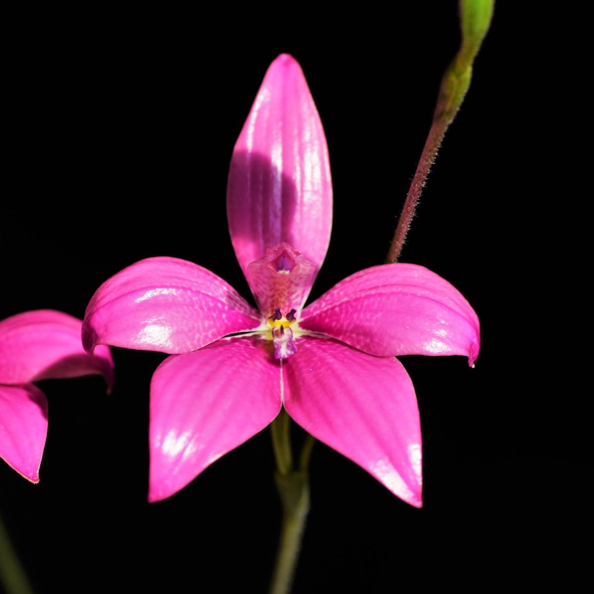 【洋蘭・原種】カラデニア Caladenia emarginata 球根1球 豪州地生蘭・夏眠性球根ラン・野生ラン・山野草