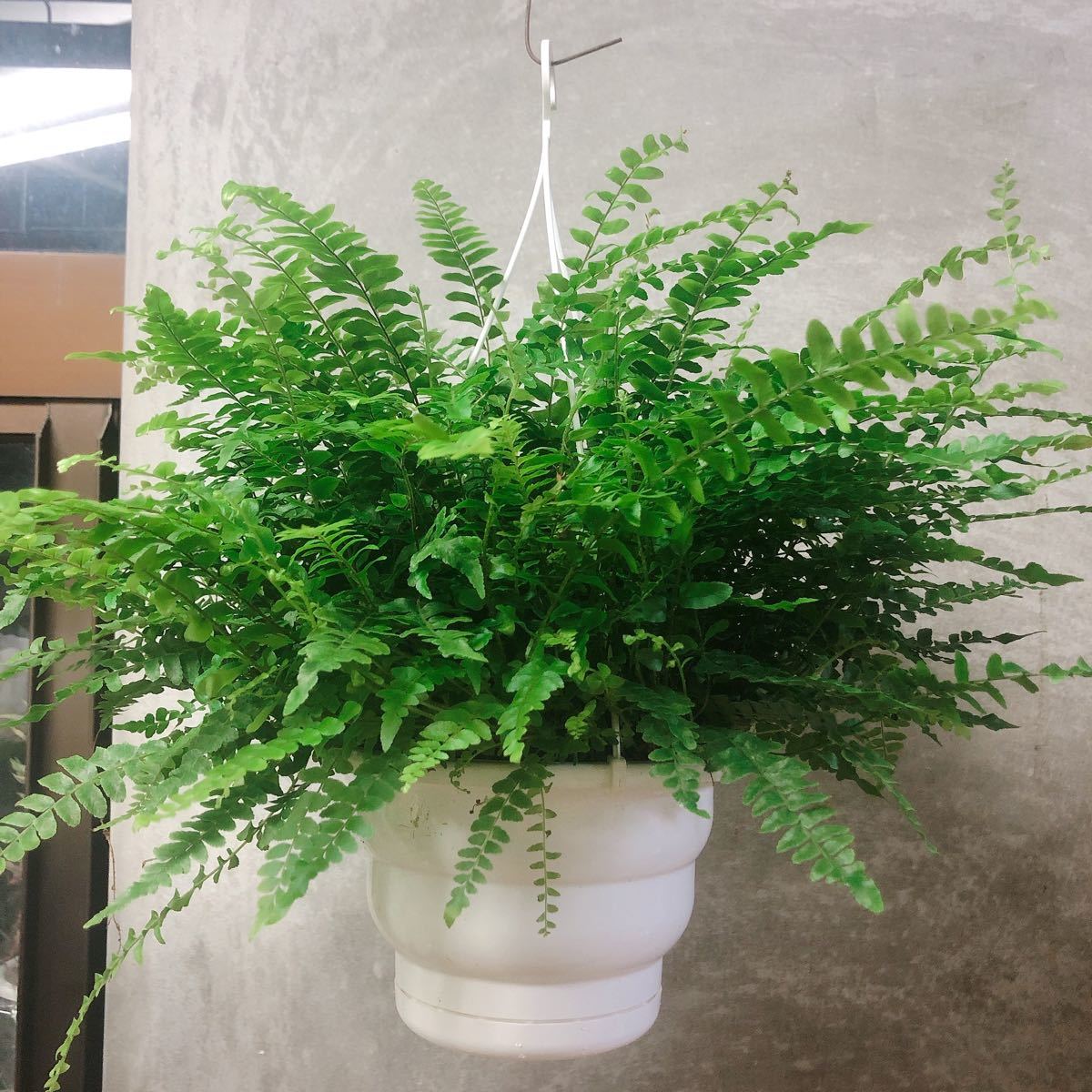 観葉植物 シダ ネフロレピス ボストンファーン|Yahoo!フリマ 観葉植物 シダ ネフロレピス ボストンファーン|Yahoo!フリマ