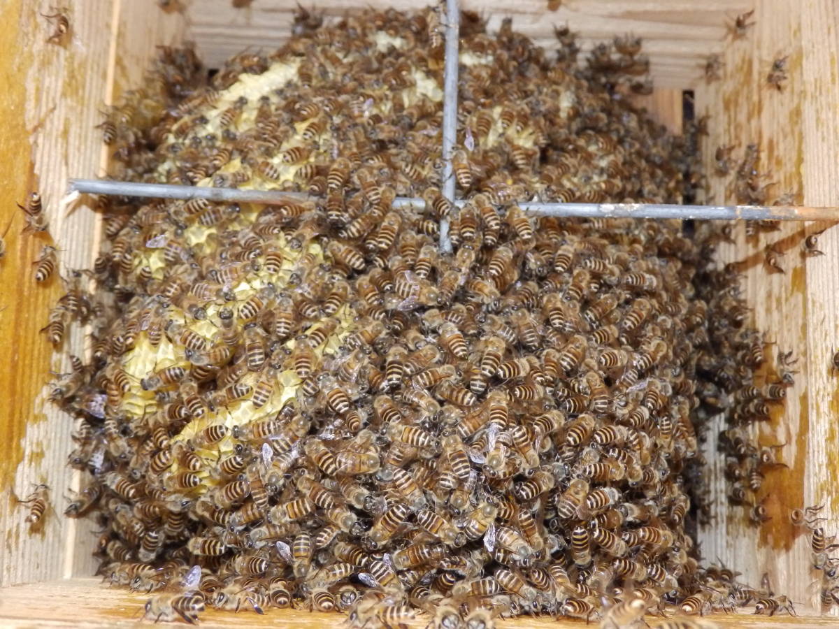 日本蜜蜂 日本ミツバチ 二ホンミツバチ 日本みつばち 日本ミツバチ研究
