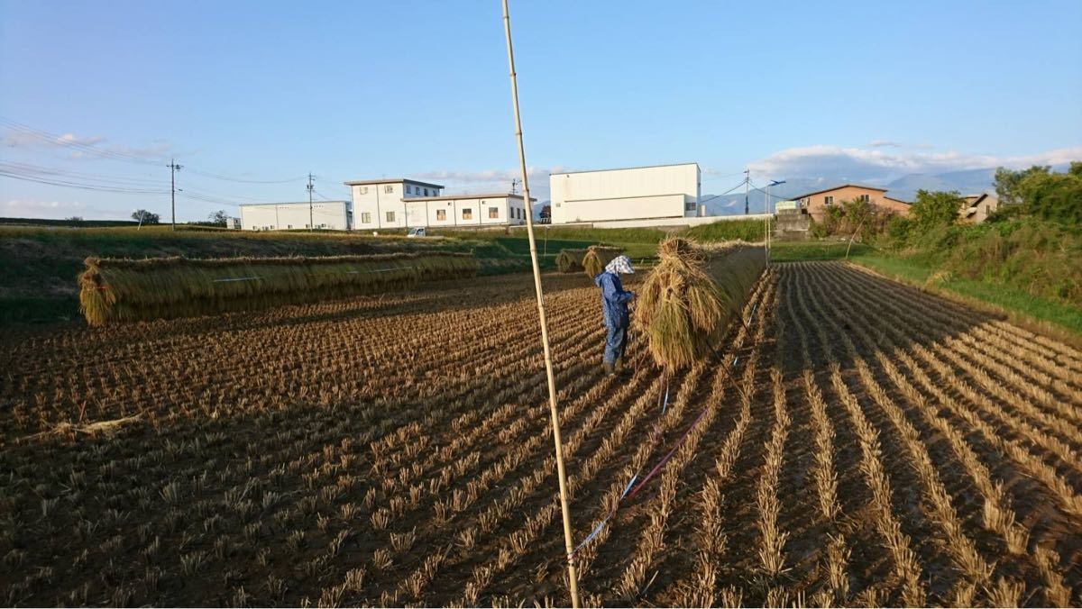 令和3年 長野県 八重原米 ハゼかけ米 天日干し 減農薬 令和3年 長野県 八重原米 ハゼかけ米 天日干し 減農薬