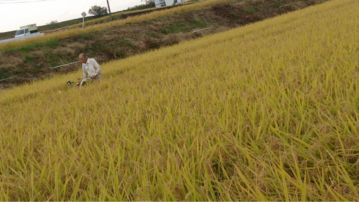 はぜ掛け米 天日干し 籾米25キロ 長野県佐久市産コシヒカリ 令和4