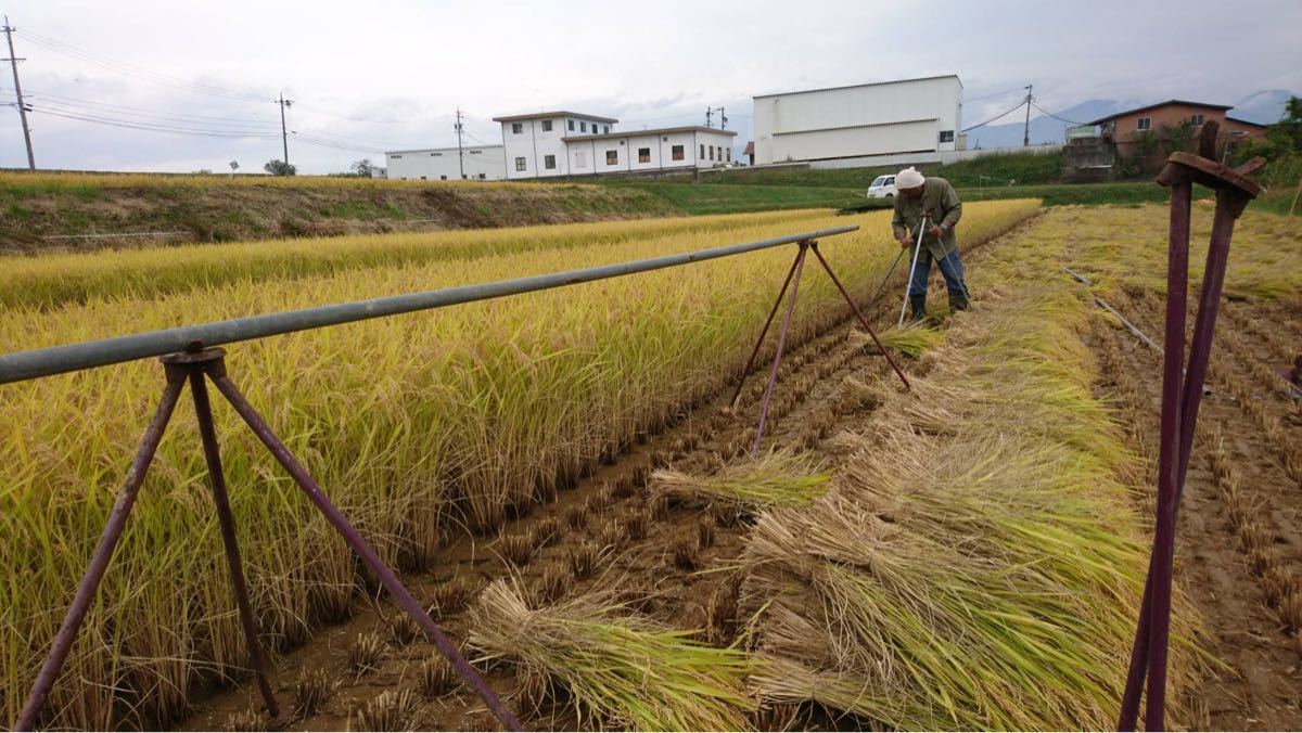 はぜ掛け米 天日干し 籾米25キロ 長野県佐久市産コシヒカリ 令和4