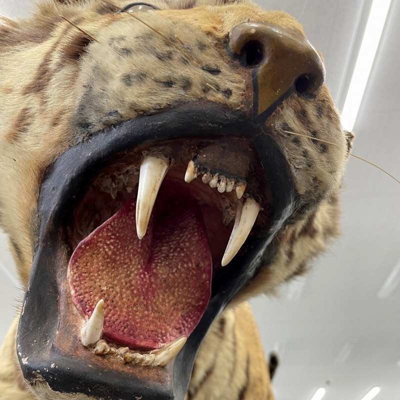 希少 トラ 剥製 国際希少登録票付 全長225cm 虎 動物 標本 希少 トラ 剥製 国際希少登録票付 全長225cm 虎 動物 標本