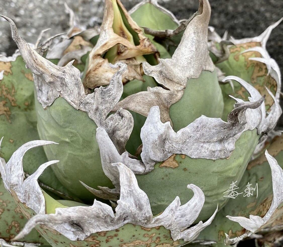 アガベ 多肉植物 チタノタ シーザー 厳選優良血統発根済み狂刺美株 アガベ 多肉植物 チタノタ シーザー 厳選優良血統発根済み狂刺美株