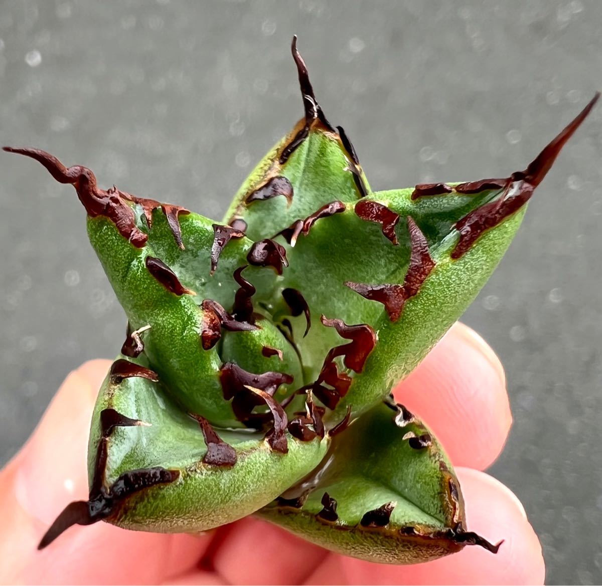 アガベ 多肉植物 チタノタ 黒鯨 厳選極上強刺小デブ美株 www.esole.eu