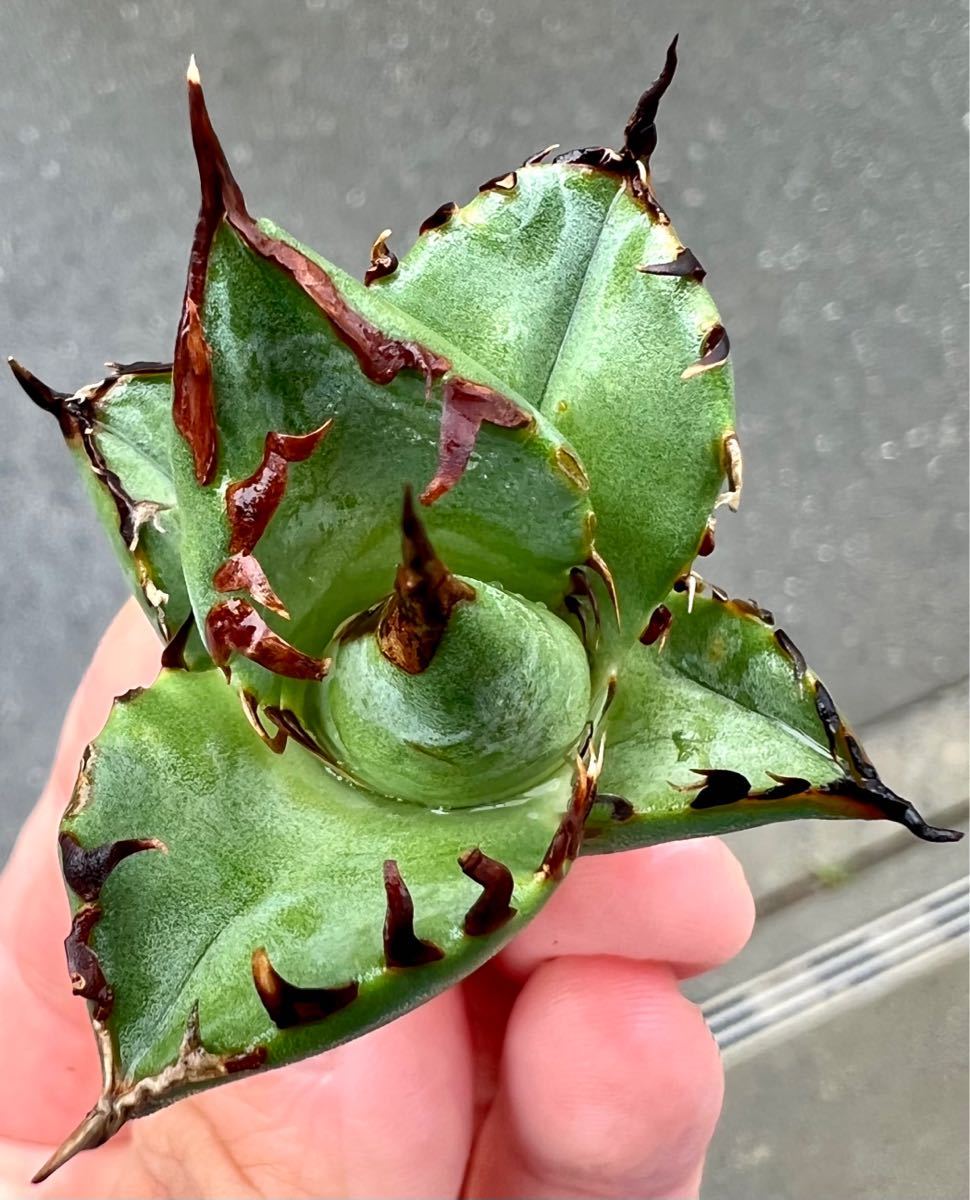 アガベ 多肉植物 チタノタ 黒鯨 厳選極上狂刺美株 bpbd.kendalkab.go.id