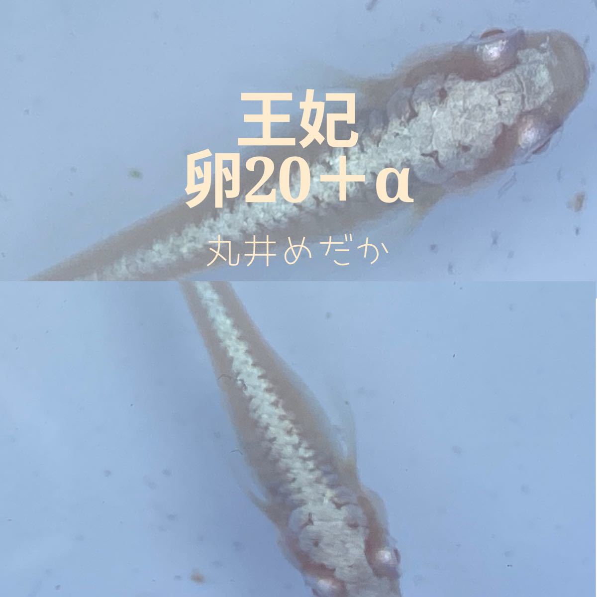 【様専用】紅白ラメ松井ヒレ長&王妃 有精卵20+α各種
