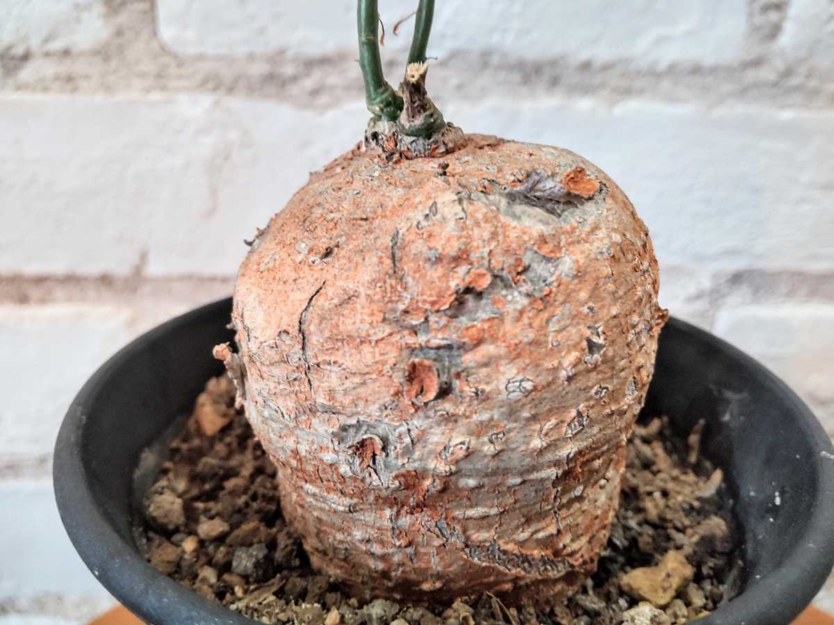 珍品塊根 アデニア ディギタータ 塊根植物 コーデックス 多肉植物