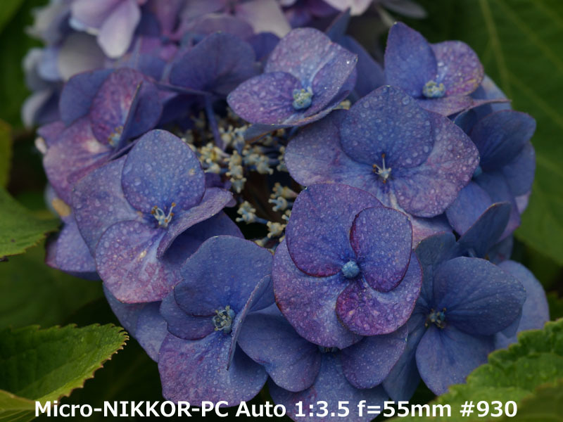 ☆ 実写確認済 ニコン Micro-NIKKOR PC Auto 55mm 1：3.5 Ai改 ☆ Nikon_撮影実写