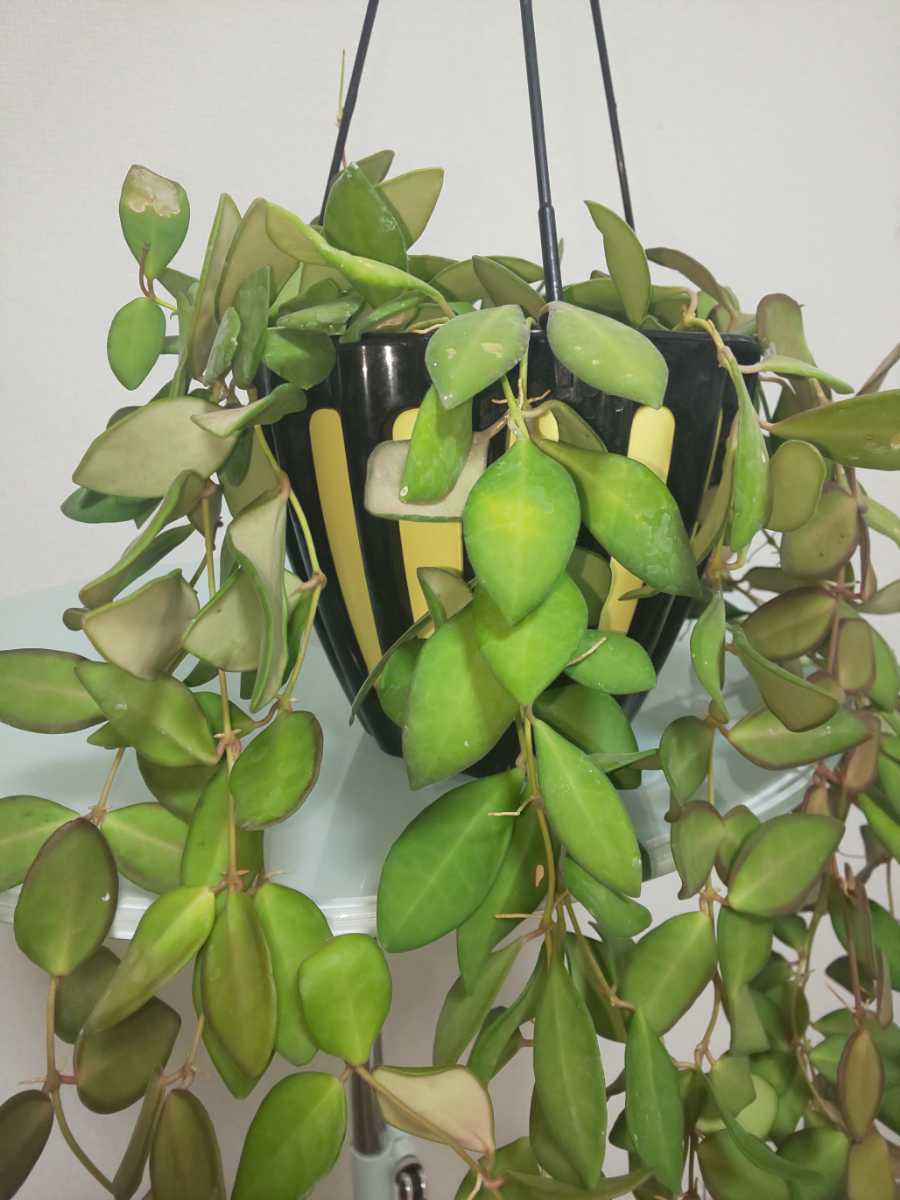 【希少種】ザンバレス　ホヤ　Hoya zambales　カルノーサ　サクララン　リップカラー　観葉植物　レア　クミンギアナ チャイナビーンズ