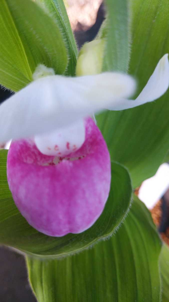 山野草 高山植物 野生ラン レギナエアツモリソウ花1葉1(Ｂ) - 鉢植え